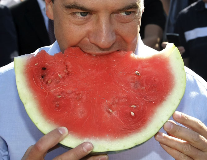 Хищный президент. Медведев ест арбуз