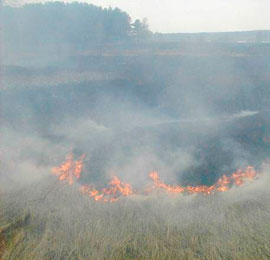 Участились поджоги травы в Калининградской области